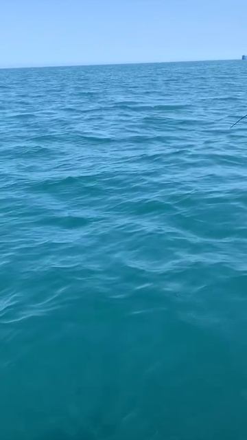 Крупная ставрида. смотреть онлайн