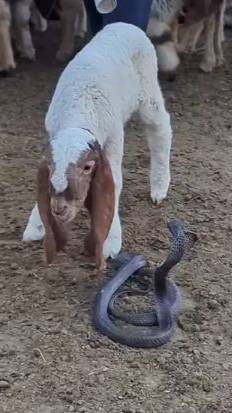 Спас ягнёнка !