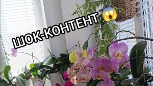 ШОК-КОНТЕНТ 😱 Что случилось во время ПЕРЕСАДКИ 🥴 #орхидеи