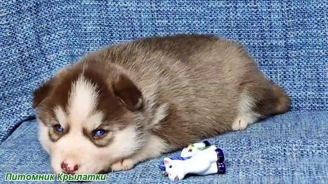 Предлагаем шоколадную девочку щенка хаски, голубоглазую, родилась 22 июля 2025 года