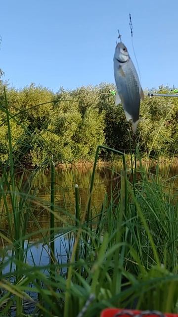 Рыбалка на Чулыме