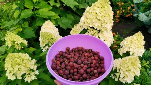 Огород завалил урожаем собираю все подряд! Эти томаты ни за что не променяю.