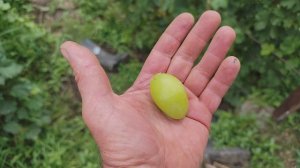 Юдифь . Донское казачество.