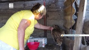 Филин поселился на одной из ферм на юге Красноярского края