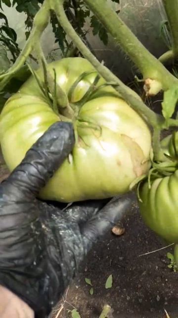 МАЛИНОВКА ОТ АЛИФИРОВА- ЧУДЕСНЫЙ СОРТ ИЗ КАЗАХСТАНА смотреть онлайн