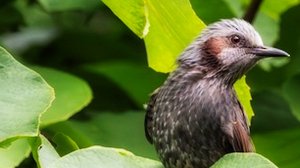 Звук природы. Пение птиц. Птицы. Природа. Редкая птица Бюльбюль короткопалый