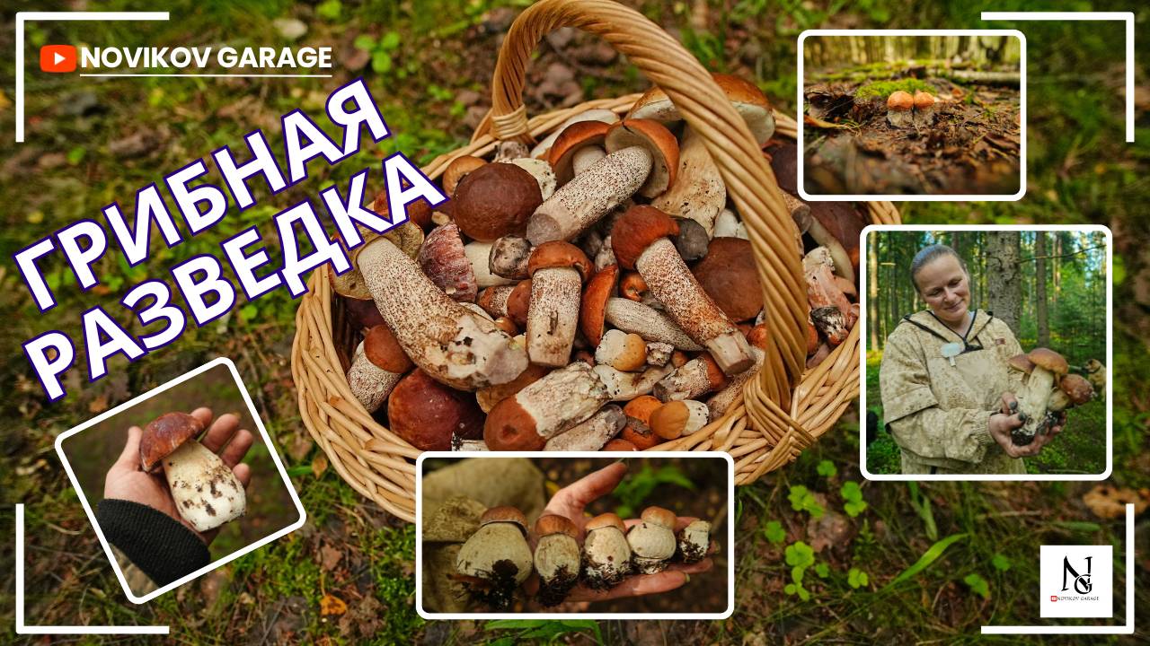 Грибная разведка 19 августа 2025. Всеволожский район.