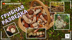 Грибная разведка 19 августа 2025. Всеволожский район.