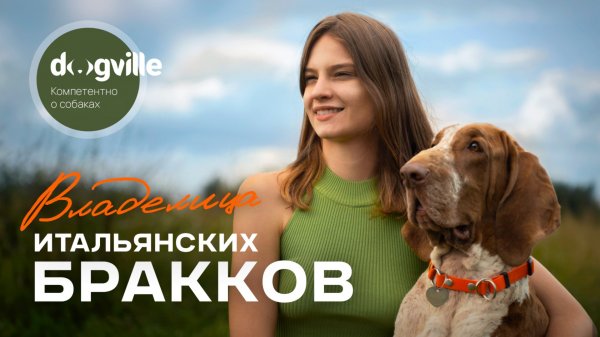 Итальянские бракки — глазами владельца