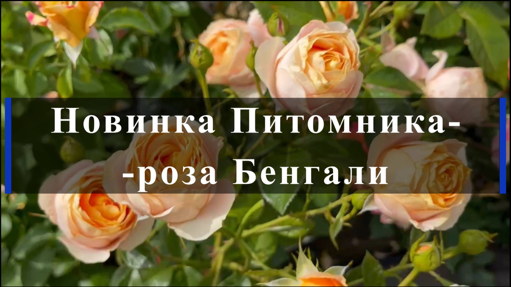 Новинка Питомника-роза Бенгали смотреть онлайн