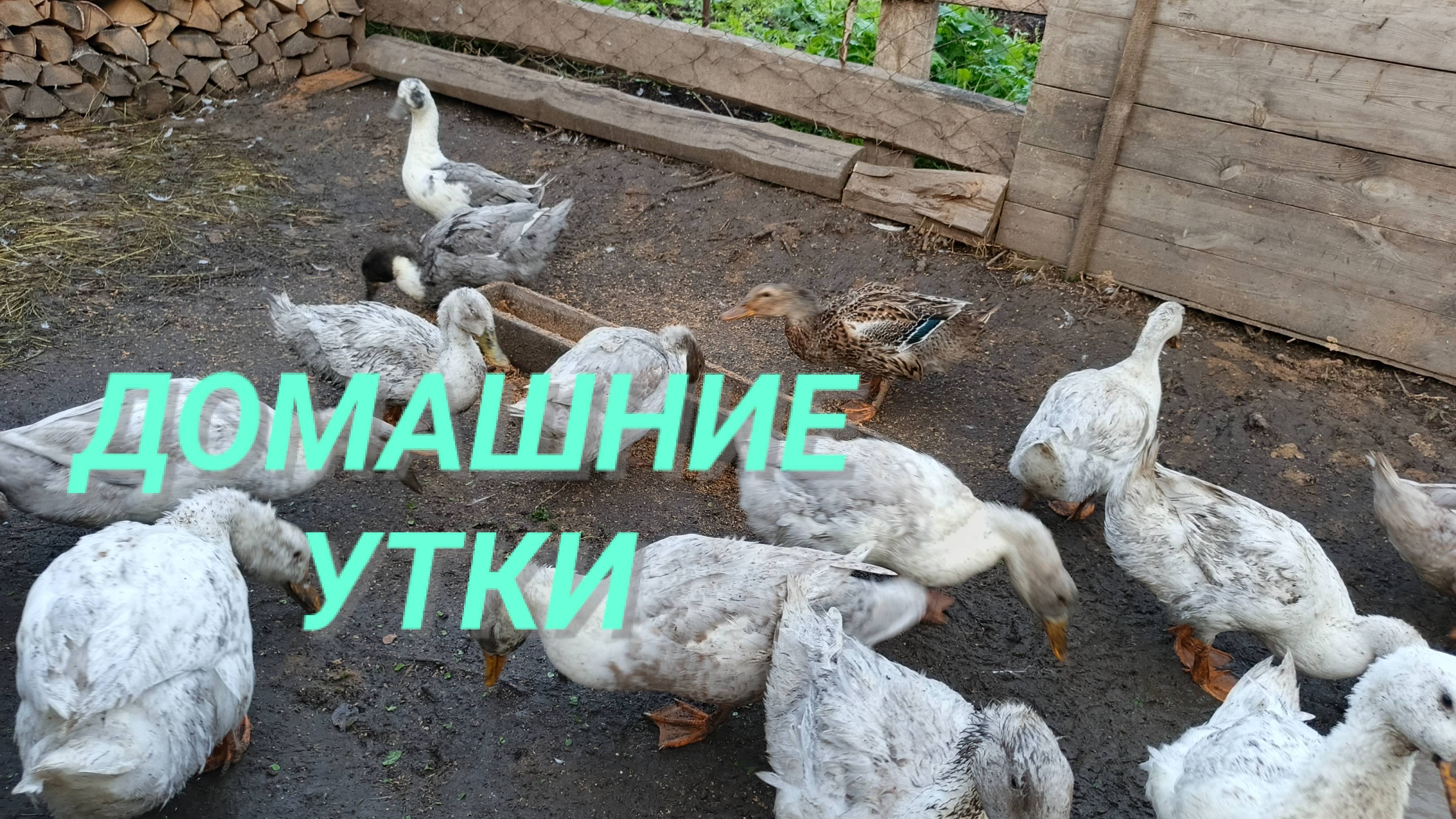 Жизнь в деревне Зачем уткам два места