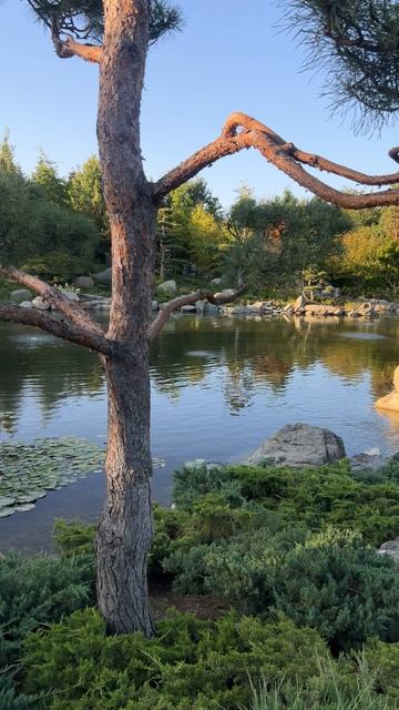 Кошка живёт в Японском саду парка Краснодар #парккраснодар #паркгалицкого смотреть онлайн