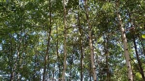 Научи меня  жизнь улыбаться... Елена Карпук