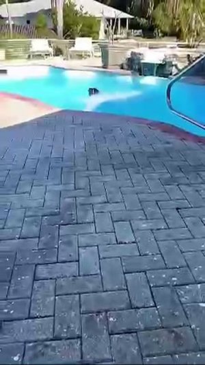 Собаки любят воду