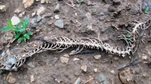 Скелет змеи и рой комаров в лесу