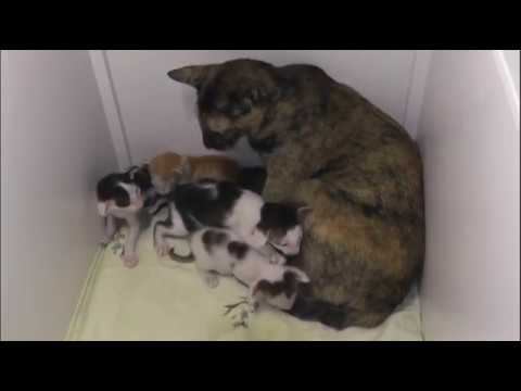 Кошка украла своего котёнка / The cat stole her kitten смотреть онлайн