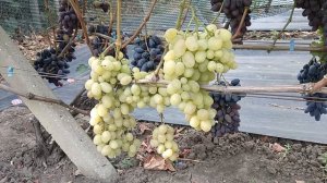 Виноград Лорд (Худолей А.) и Тайсон (Калугин В. М.) 20.08.25г.виноградник Король В.Н. г.Краснодар