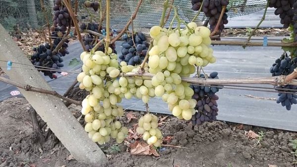 Виноград Лорд (Худолей А.) и Тайсон (Калугин В. М.) 20.08.25г.виноградник Король В.Н. г.Краснодар