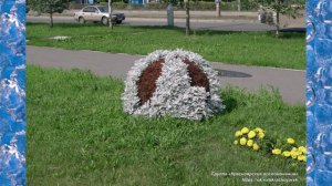 Городские цветы