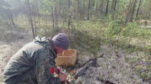 НАШЁЛ БЕЛЫЕ ГРИБЫ. ПОХОД ЗА ГРИБАМИ. СБОР ЛЕСНЫХ ГРИБОВ. ТИХАЯ ОХОТА В КАРЕЛИИ. МНОГО РАЗНЫХ ГРИБОВ.