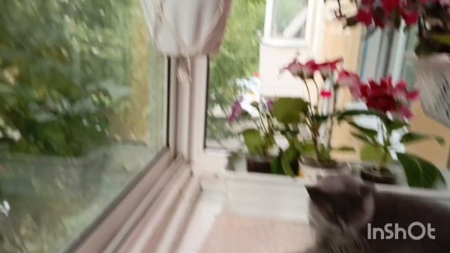 Посмотрите сколько бутонов заложили глоксинии 🙏☺целая куча ☺ОБЗОР #бутоны #котики смотреть онлайн