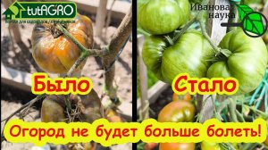 ОЗДОРОВЛЕНИЕ ПОЧВЫ ПОСЛЕ КАРТОФЕЛЯ и ОГУРЦОВ. Секреты почвоведов: как вернуть здоровье почве!