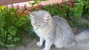 Серая кошечка