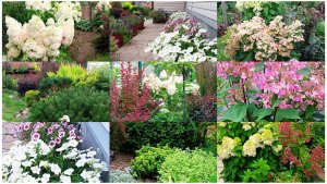 Мой цветочный дворик. Любуюсь красотой Гортензий. Жду две посылки. Чудесный уголок с видом из окна.