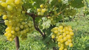 Желты Великан, мускатная форма