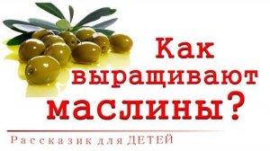 📗 "Как выращивают маслины?" ~ СЛАЙДЫ РАССКАЗ Христианский для ДЕТЕЙ 👧☀️ АУДИОРАССКАЗ