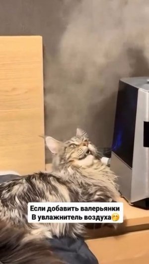 Кот кайфарик