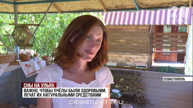 Тихое жужжание и запах прополиса: в Севастополе набирает популярность сон на ульях