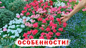 Самое важное! Особенности выращивания катарантусов