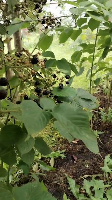 Ежевика радует. 20.08.2025 смотреть онлайн