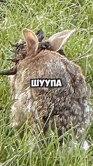 У кроликов щупальцы смотреть онлайн