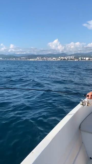 Толстая ставрида. смотреть онлайн