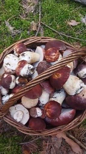 Полная корзина грибов смотреть онлайн