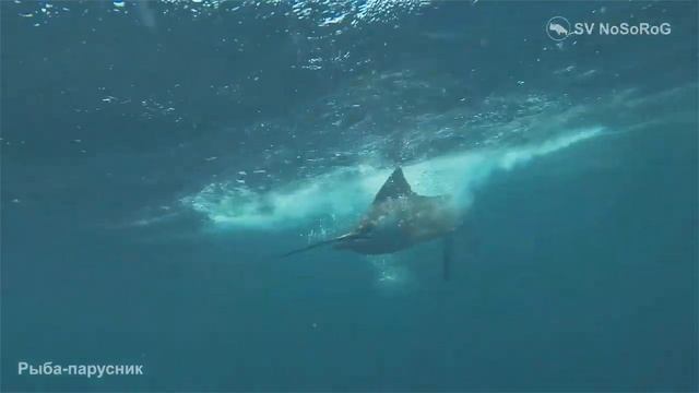 Каких скоростей могут достигать Парусники из рода Истиофорусы (Sailfishes) — Istiophorus Lacepède ?