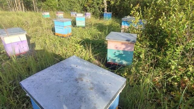 20 августа. Подсолнух в минусах смотреть онлайн