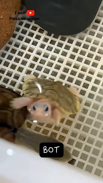 Черепахам Нравится Когда Чешут Панцирь 🐢