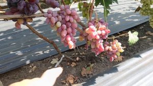 Виноград ФРИНА (Донское казачество) 20.08.25г.виноградник Король В.Н. г.Краснодар