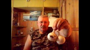 Сорт лука СТАРДАСТ