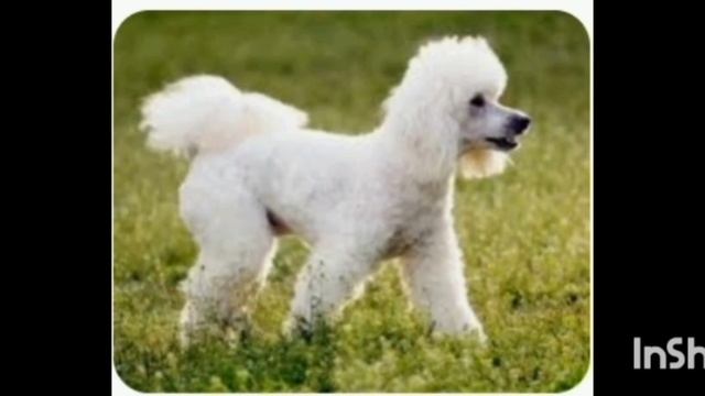 питомцы в реальности, но не все. 2 частьhttps://chat.whatsapp.com/FCuashGBwRvBGEN1iaXf3q?mode=ac_t