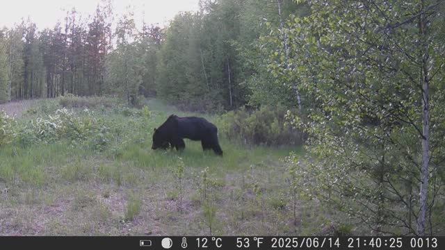 Медведь разгромил лабаз. Болотоход проходит испытания. смотреть онлайн