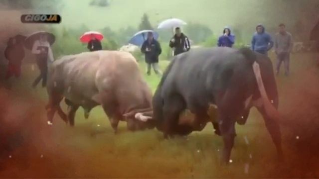 Драка быков эдит смотреть онлайн