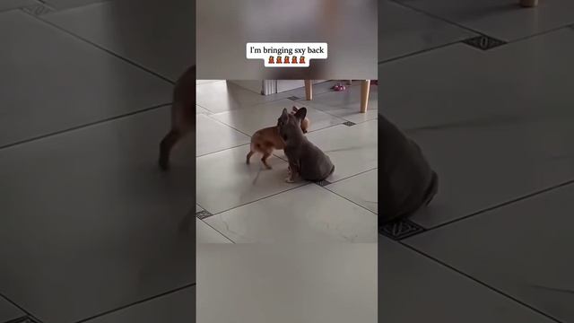 СБОРНИК СМЕШНЫХ ВИДЕО №3 смотреть онлайн