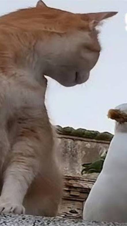 ПРИКОЛЫ С КОТАМИ! Смешные ЖИВОТНЫЕ с озвучкой! Смешные коты!