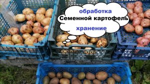 Семенной картофель. Чем обработать и как хранить