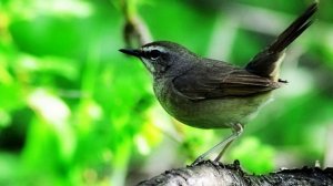 Звук природы. Пение птиц.Птицы. Природа. Пение Соловья от депрессии