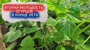 ОГУРЦЫ В АВГУСТЕ - ВТОРАЯ МОЛОДОСТЬ! ПОСЛЕ ЭТОЙ ПОДКОРМКИ УРОЖАЙ ОГУРЦОВ ДО ОКТЯБРЯ